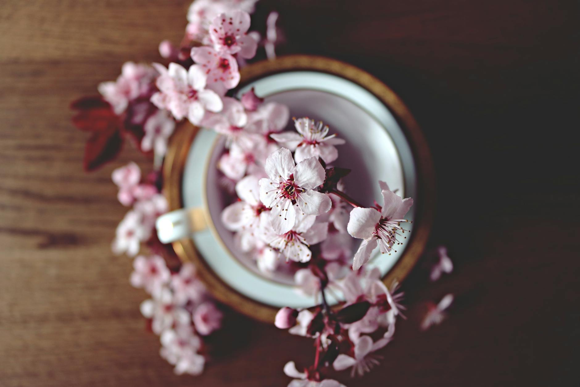 pink flowers in pot